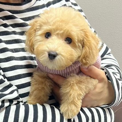 Щенок пудель (той, малый, карликовый)  Комплекс + Гигиеническая стрижка