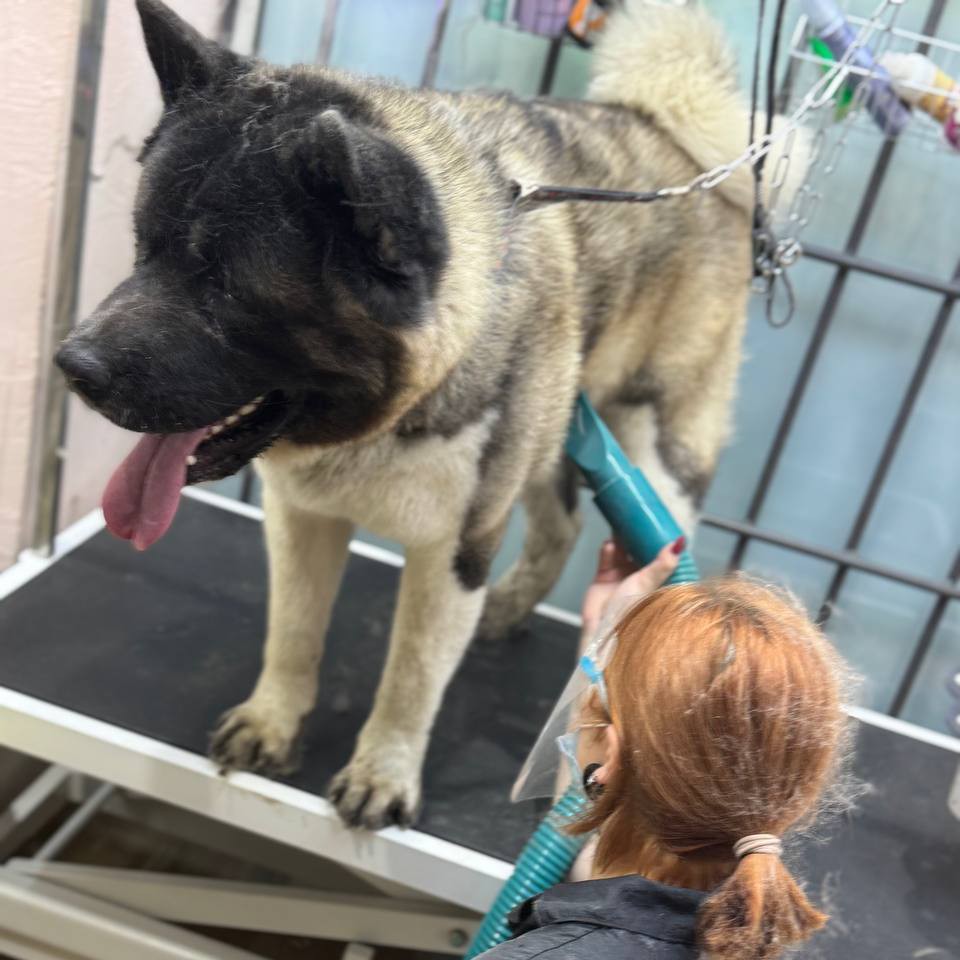 Вычес амерканская акита