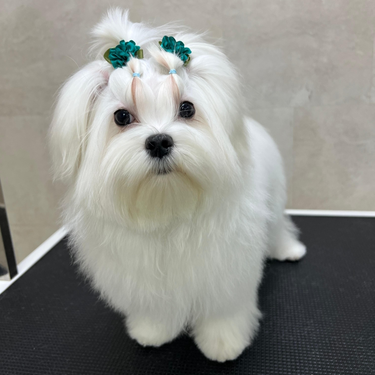 Мальтийская болонка гигиенический комплекс