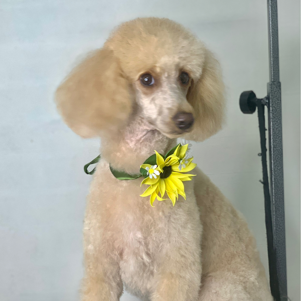 Пудель полный комплекс, модельная стрижка