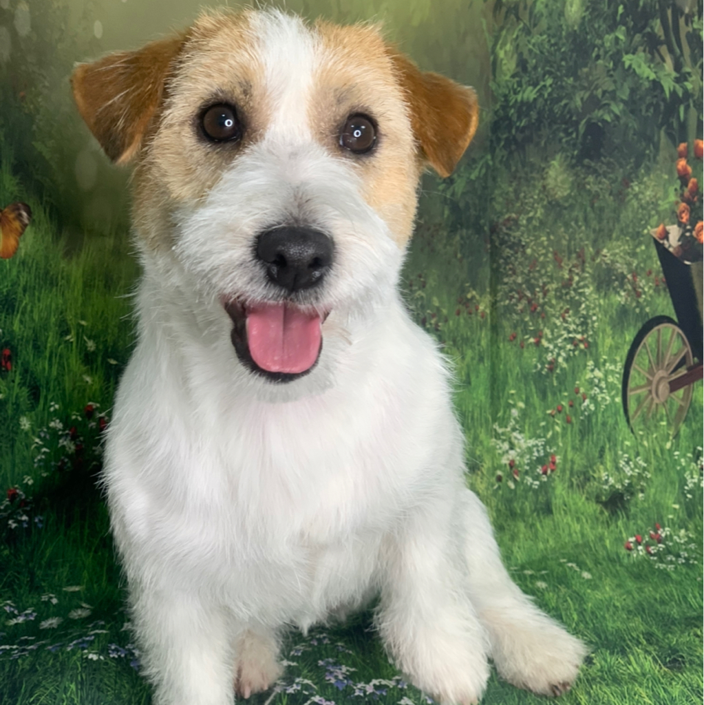 Джек Рассел экспресс линька