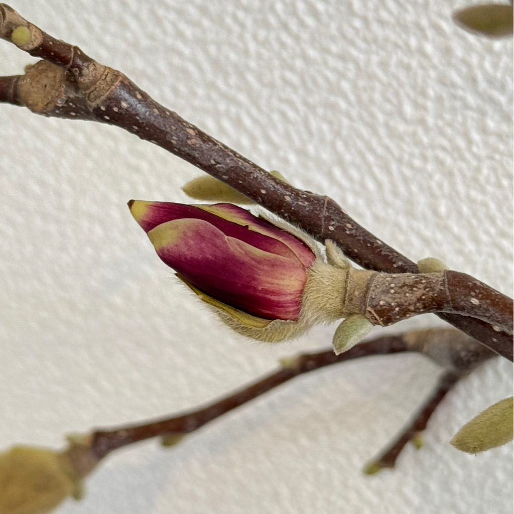 МЕТАМАРФОЗА колланеновые нано нити