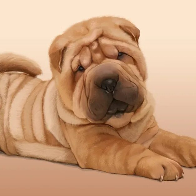 Шарпей Комплекс с экспресс-линькой