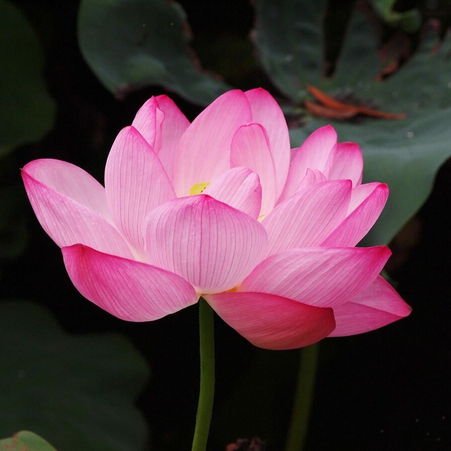 SPA "Бархатный лотос" спа- уход для тела