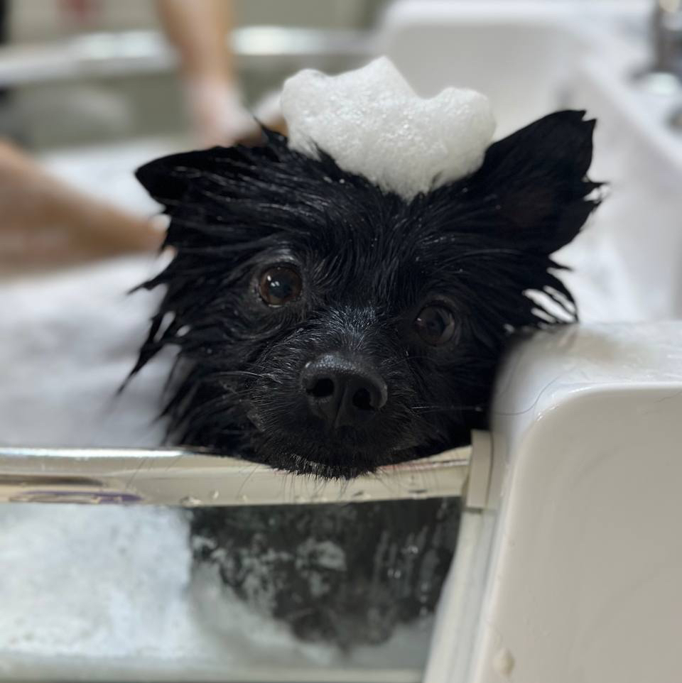 Гигиена Шпиц (алопеция)