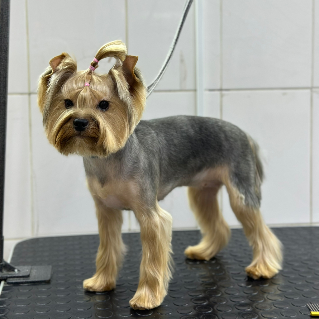 ЙОРК Корпус бреется машинкой  (до 9.5 мм),  лапы стригутся ножницами