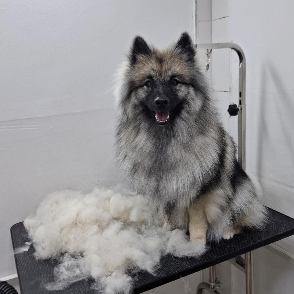 КЕЕСХОНД Гигиена с мытьем (гигиенический комплекс)/вычёсывание с мытьем