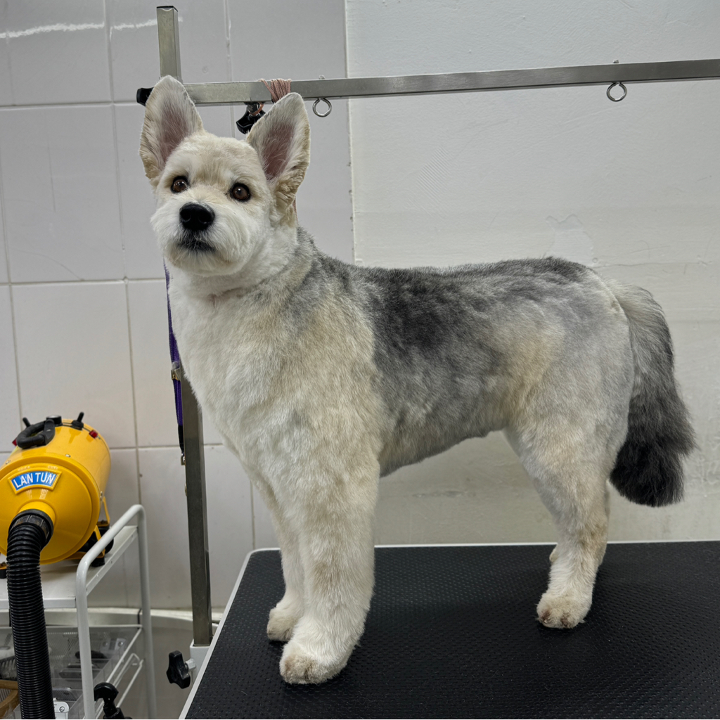 МЕТИС более 10кг корпус стрижется ножницами (от 4см)