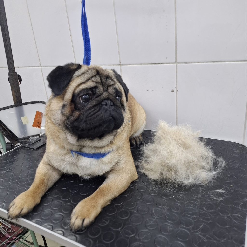 МОПС Вычёсывание с мытьем