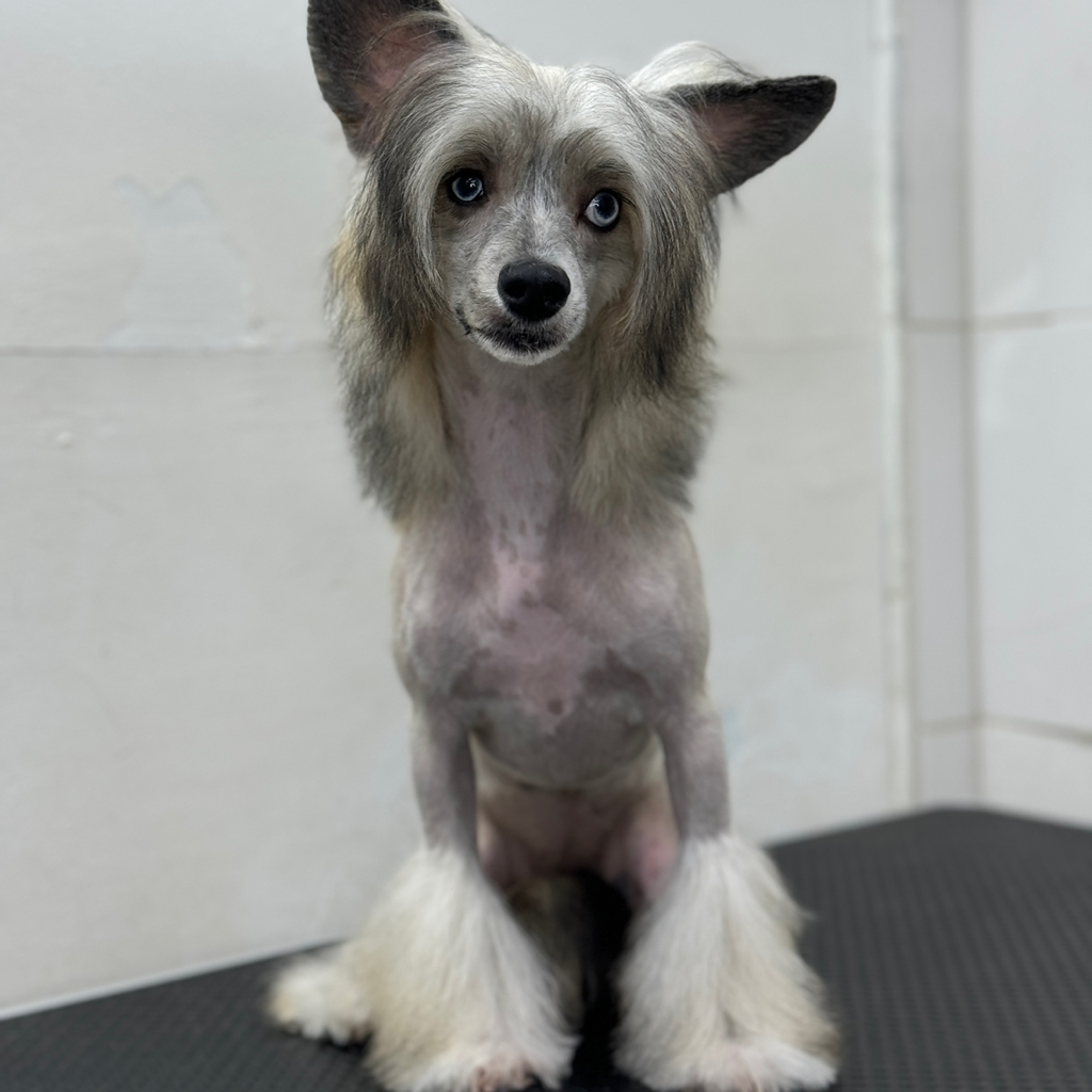 КХС корпус бреется машинкой (до 9.5мм), лапы стригутся ножницами