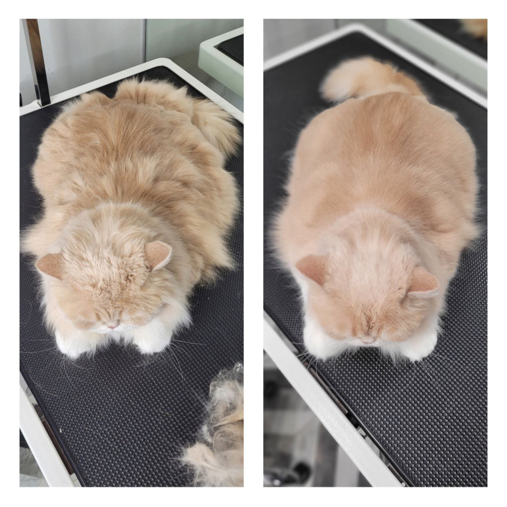 Кошка длинношёрстая комплекс ( +высёсывание)