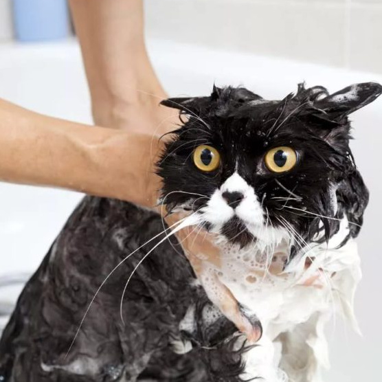 Купание и сушка кошек до 5кг