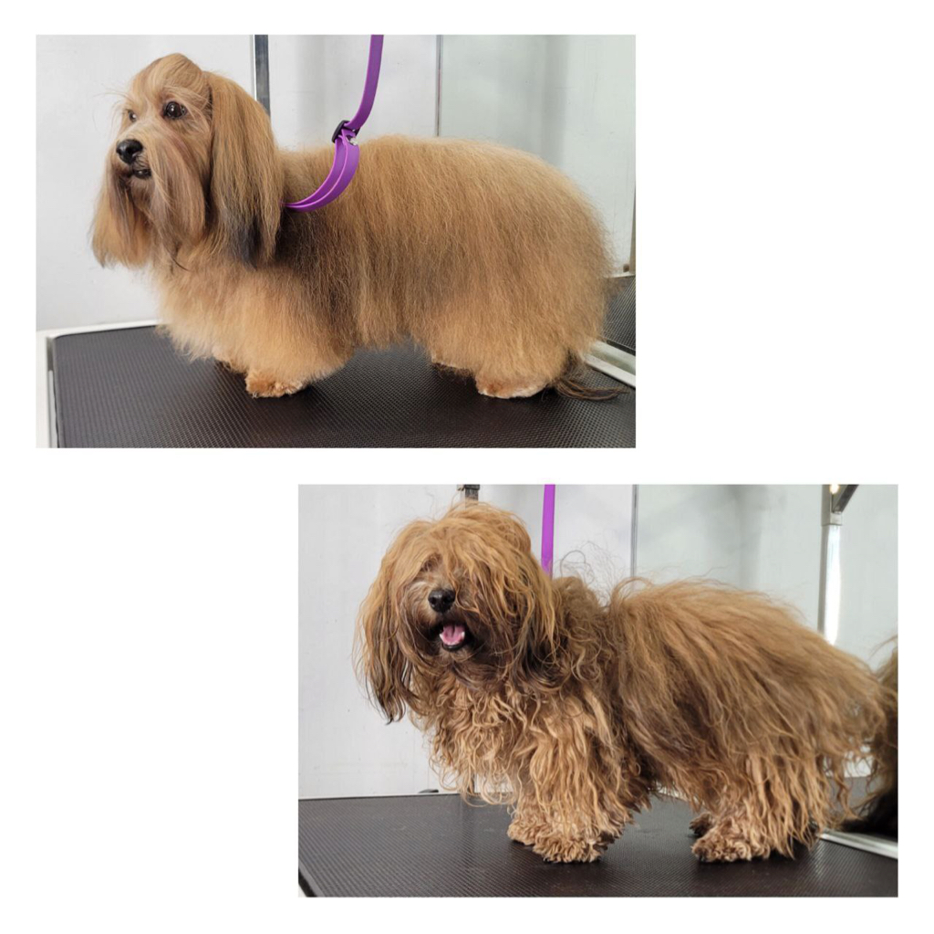 Гаванский бишон гигиена