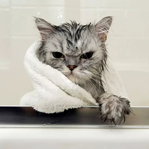 Мытье + сушка кота