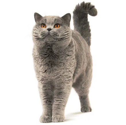Экспресс линька короткошерстный