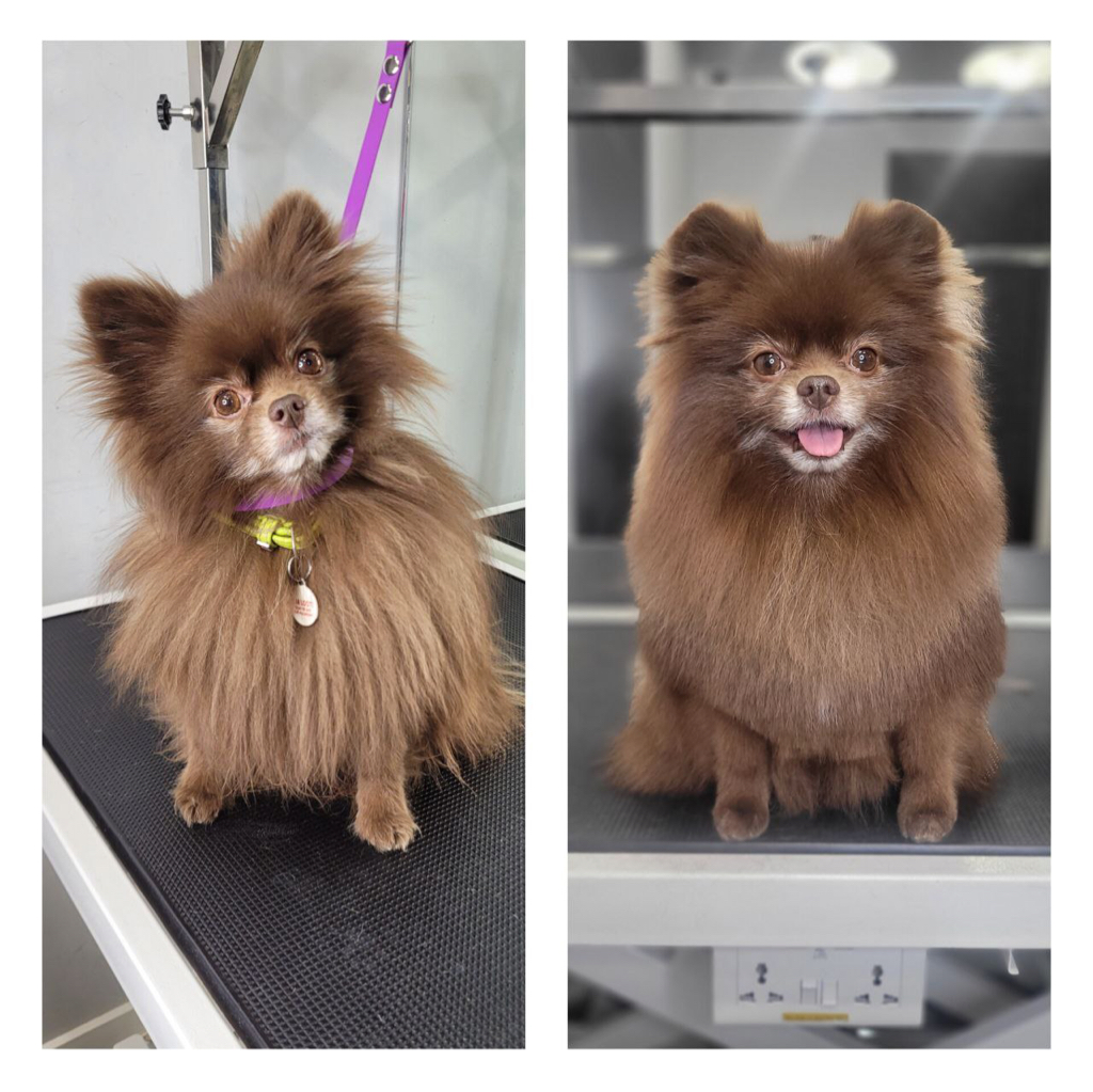 Шпиц малый (23-30 см в холке) комплекс