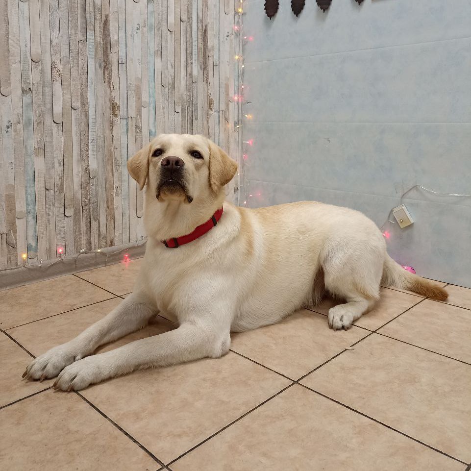 Комплекс лабрадор