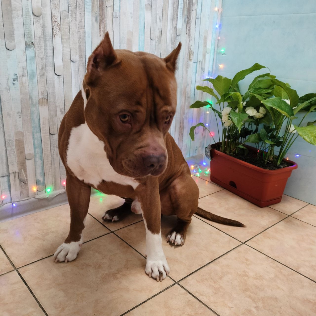 Экспресс линька Питбуль / Стаффордширский бультерьер