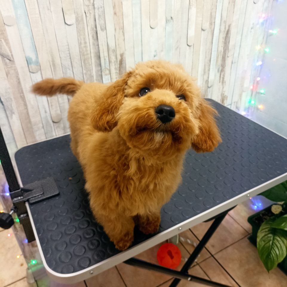 Гигиена Той пудель