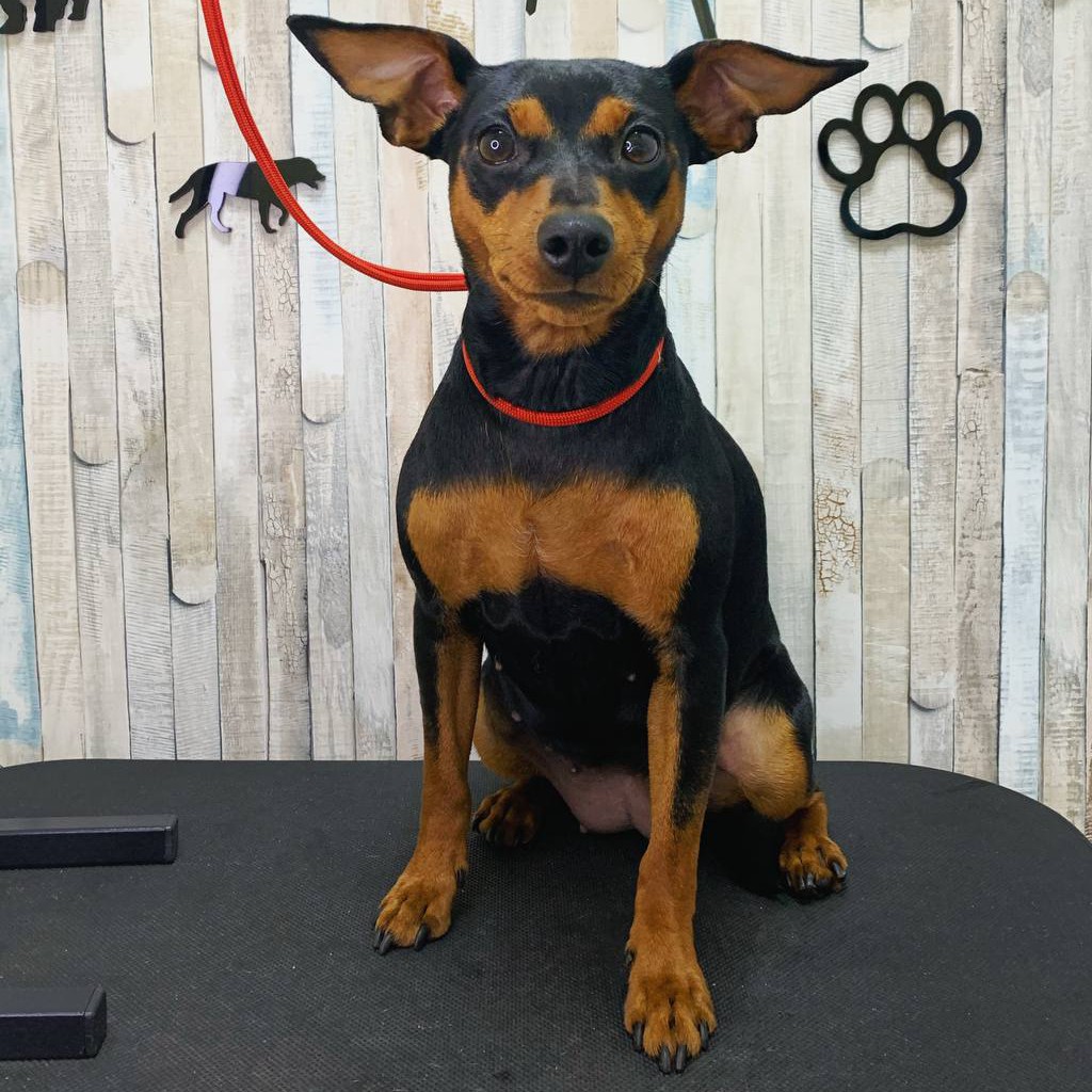 Экспресс-линька Ягдтерьер / Пинчер