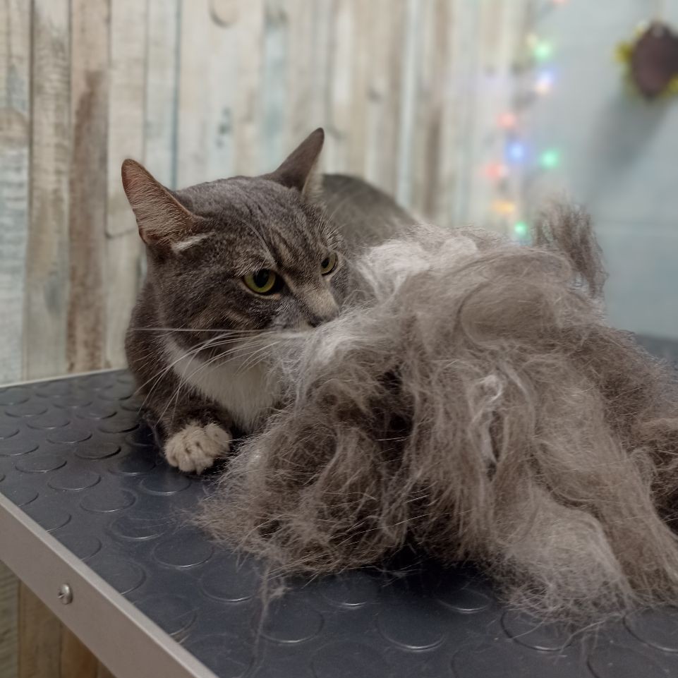 Вычес без мытья котик г/ш (спокойный)