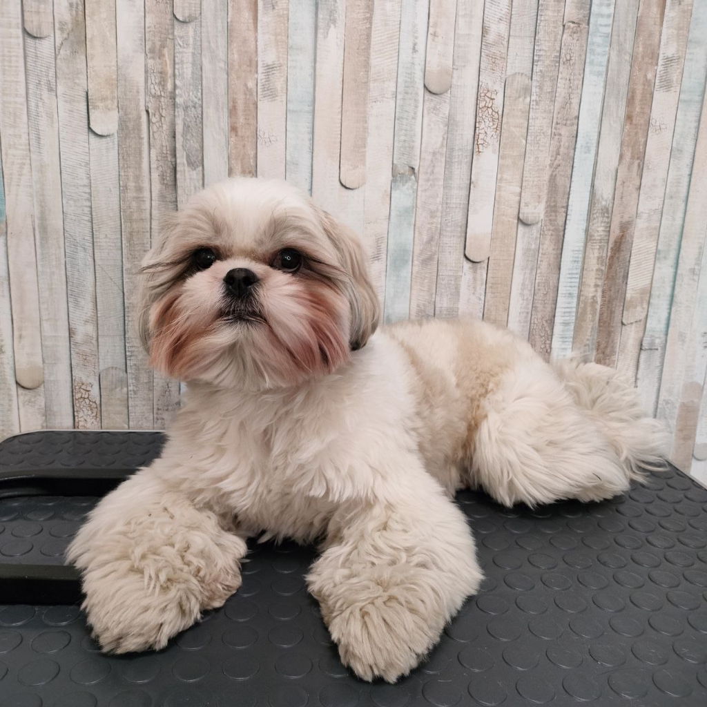 Комплекс Ши-тцу