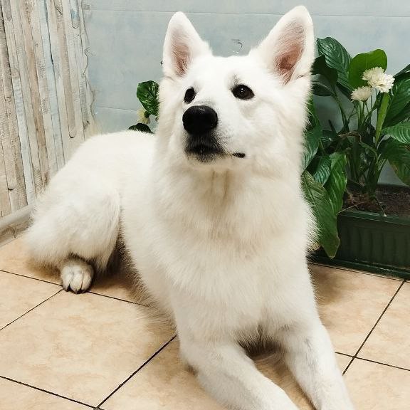 Комплекс Швейцарская овчарка