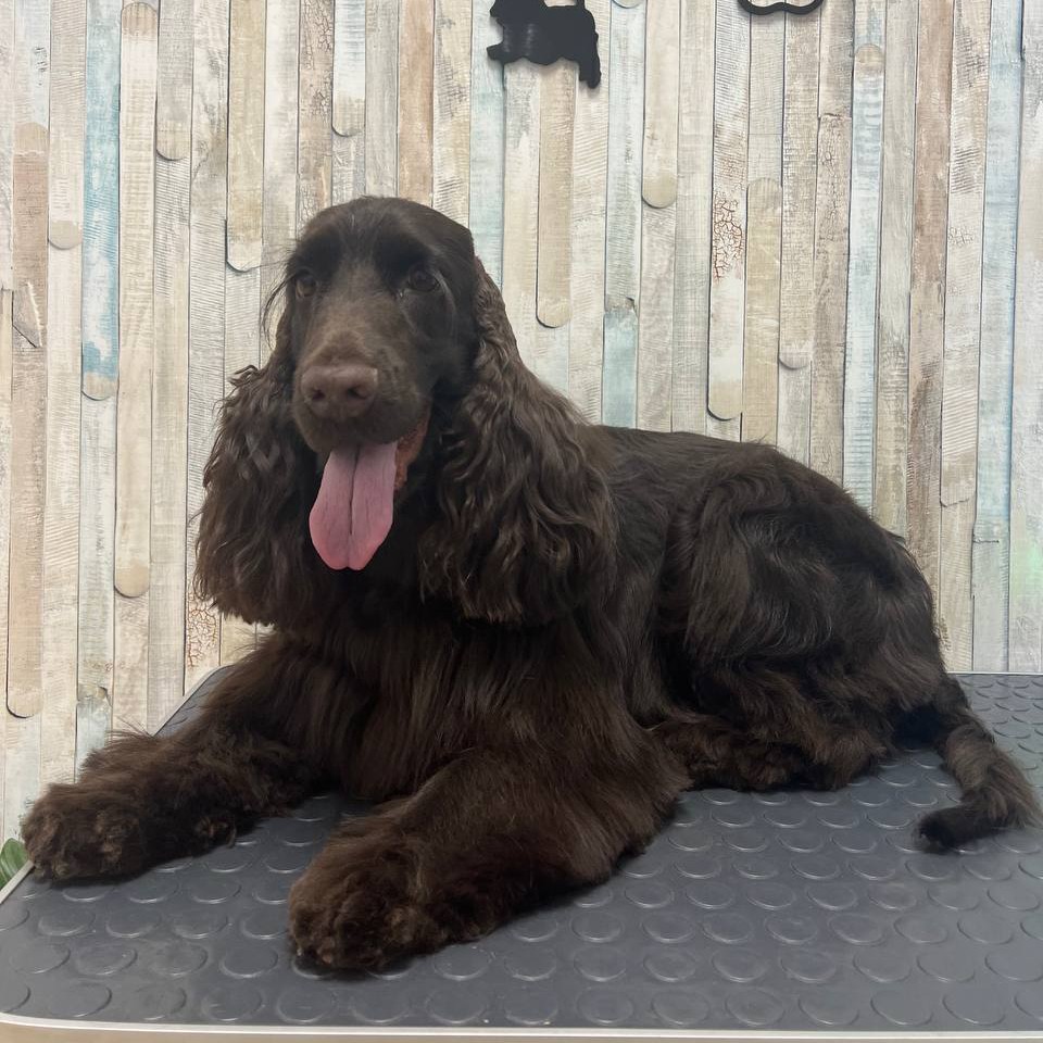 Комплекс Английский спаниель