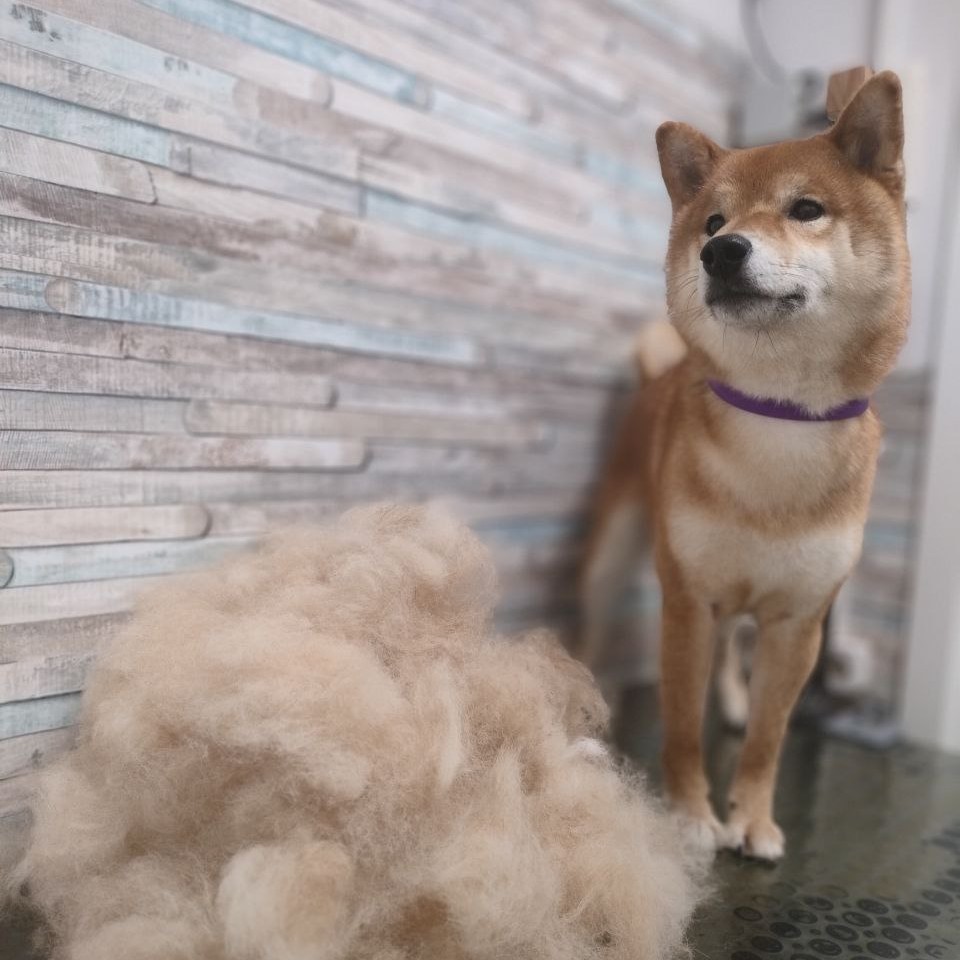 Комплекс Сиба-ину