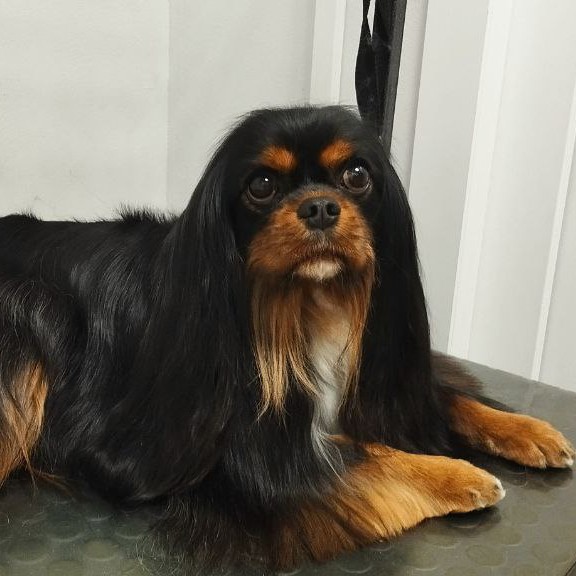 Комплекс кинг чарльз спаниель