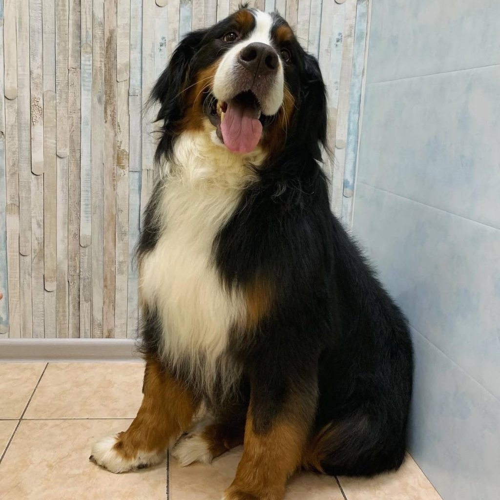 Комплекс Бернский зенненхунд/ Бобтейл/ Бриар