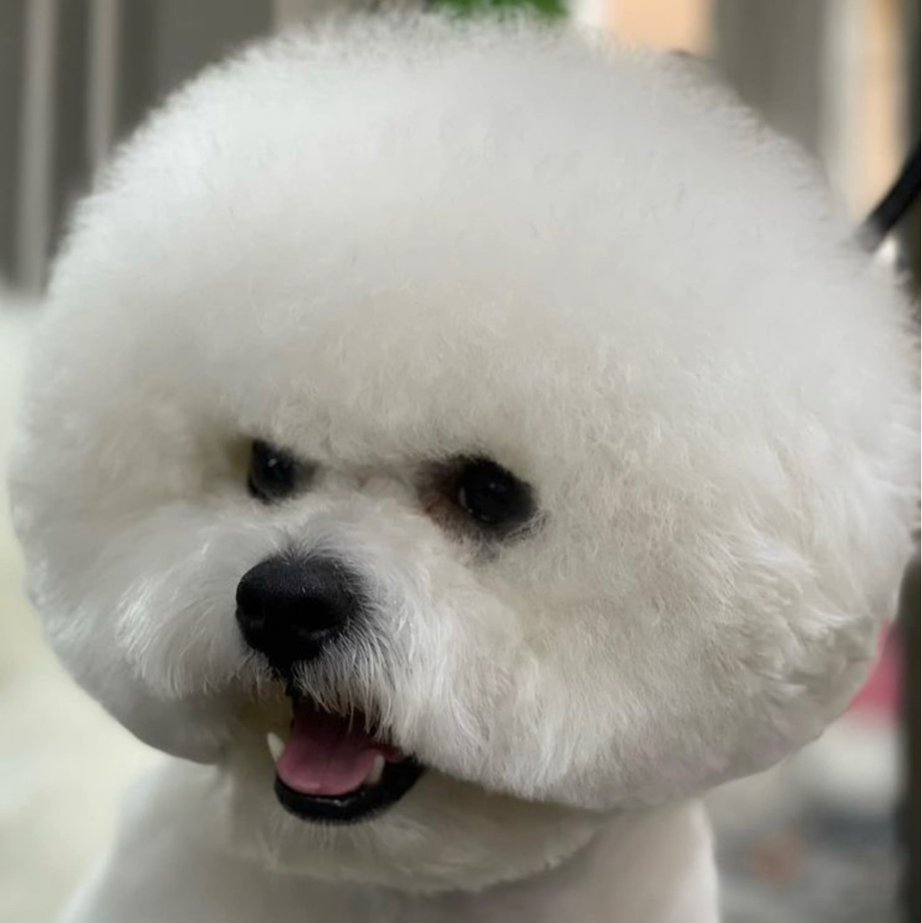 Бишон фризе Комплекс + Породная стрижка