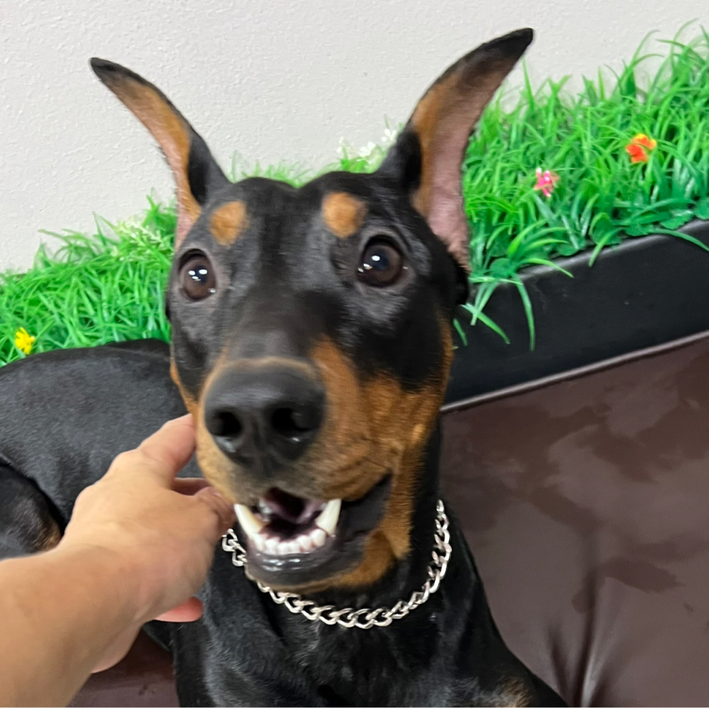 Немецкий пинчер «Экспресс линька»