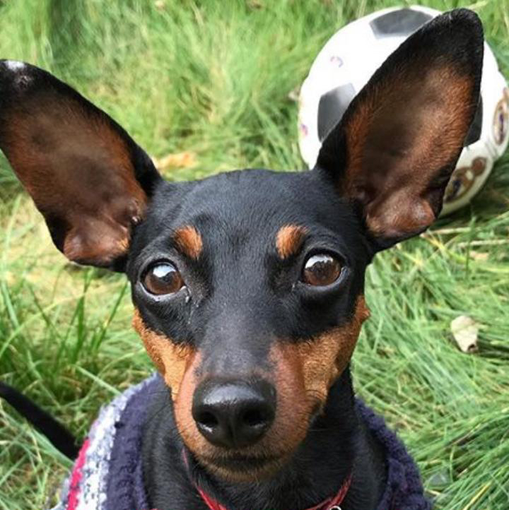 Цвергпинчер Комплекс «Экспресс-линька»