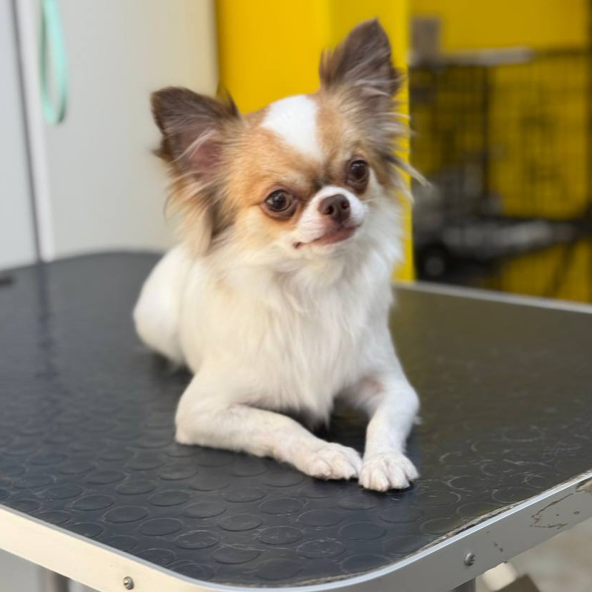 Комплекс для линяющих пород с ОКАНТОВКОЙ  до 7 кг