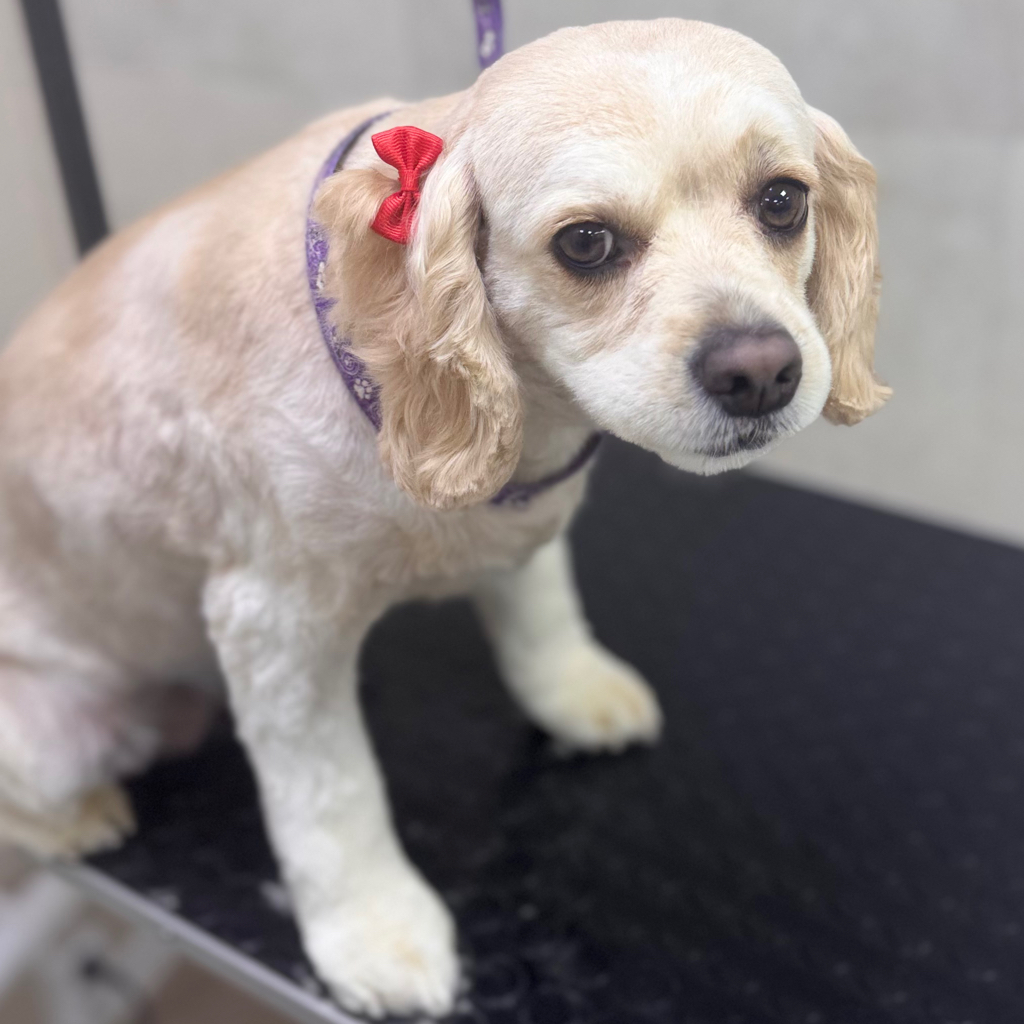 Американский кокер-спаниель комплекс (стрижка под машинку)