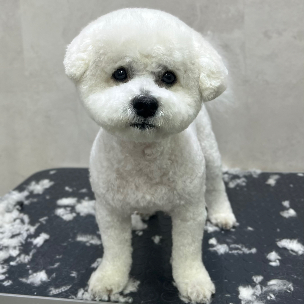 Бишон фризе комплекс (стрижка под машинку)