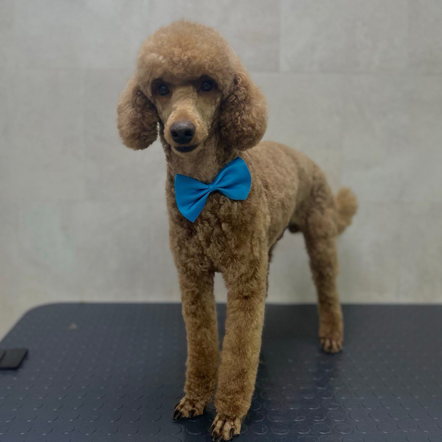 Пудель малый 6,5-15 кг до 45 см комплекс Стрижка (под машинку)