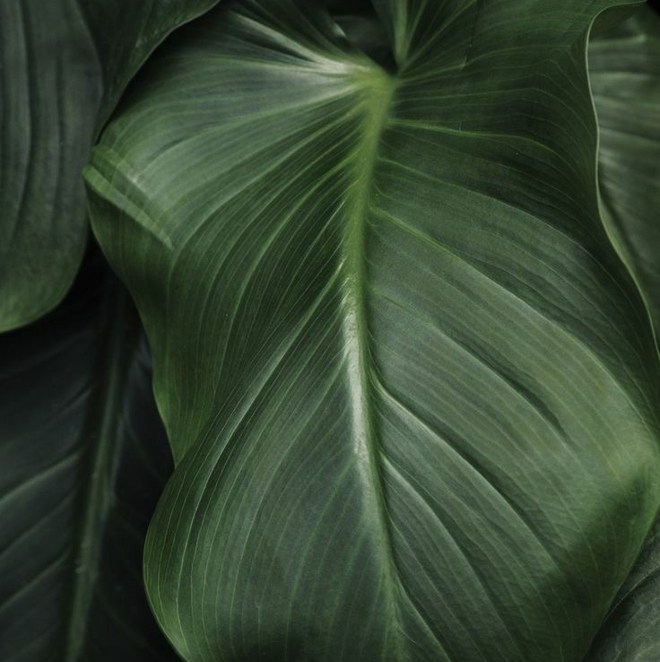 Окрашивание бровей краской