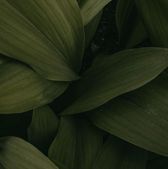 Ламинирование бровей