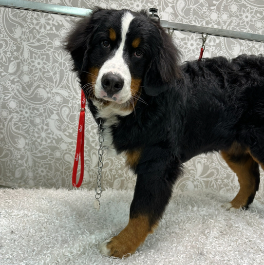 Бернский Зенненхунд