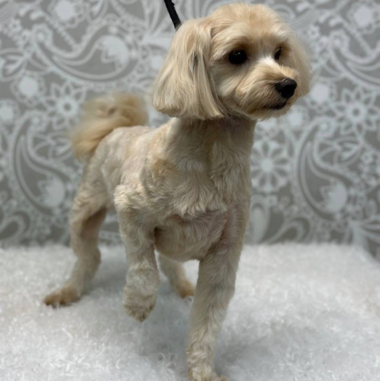 Мальтипу(машинка) до 28см