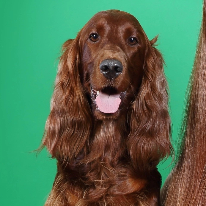 Ирландский Сеттер