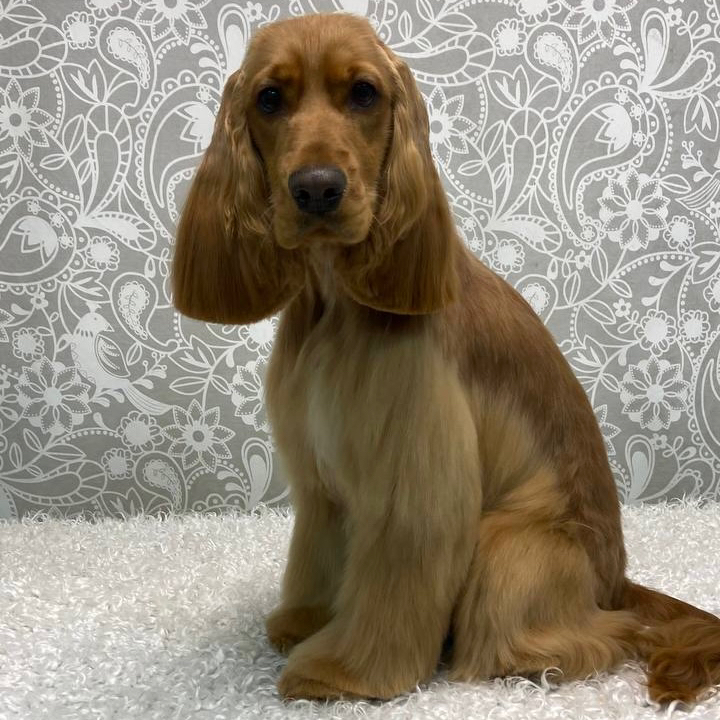Английский кокер-спаниель(модельное)