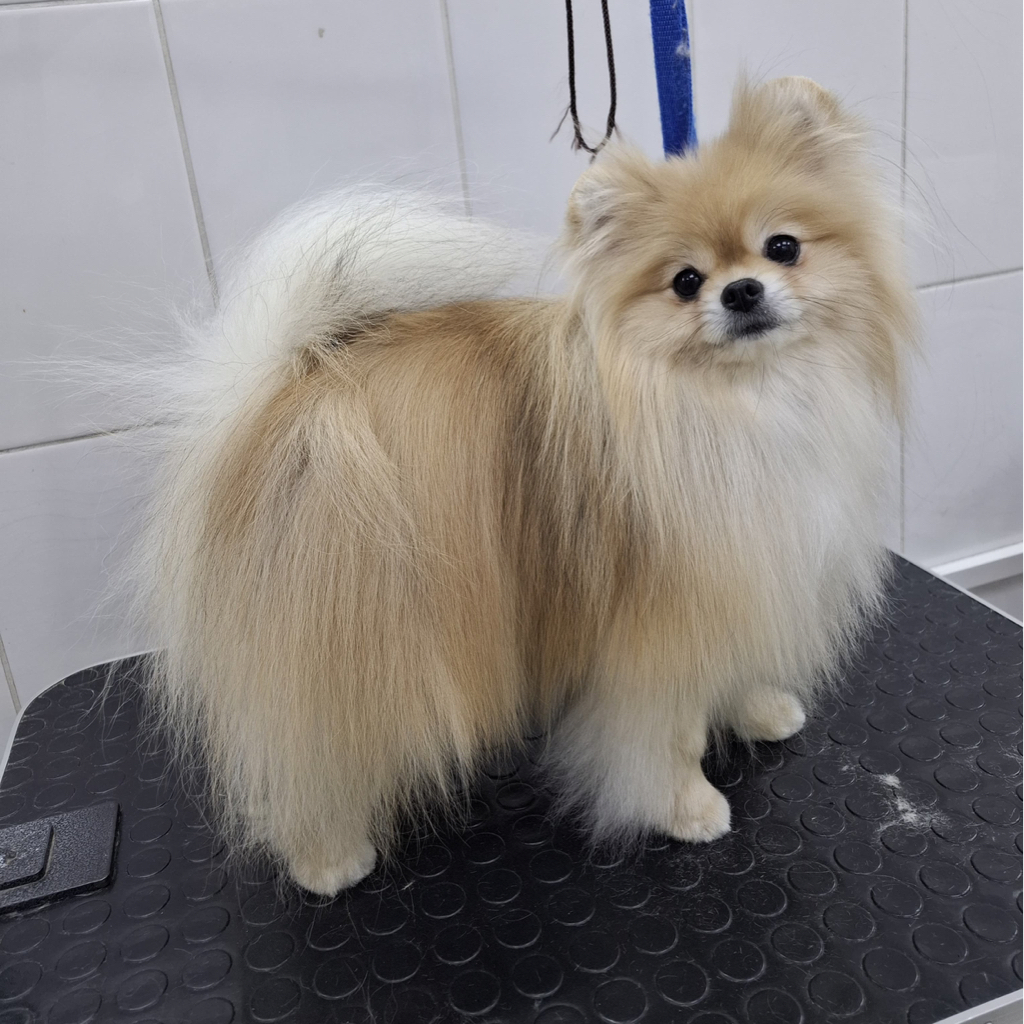 ШПИЦ Гигиена с мытьем |в холке до 30см