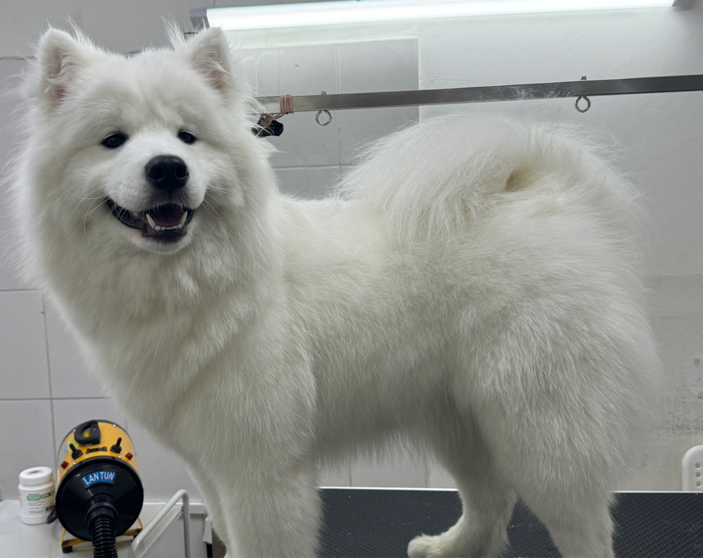 САМОЕД Вычёсывание с мытьем