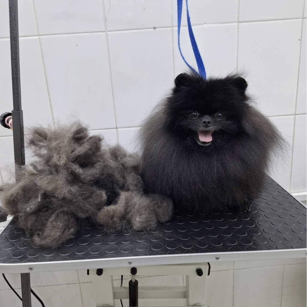 ШПИЦ гигиена с мытьем | в холке более 30см, крупные