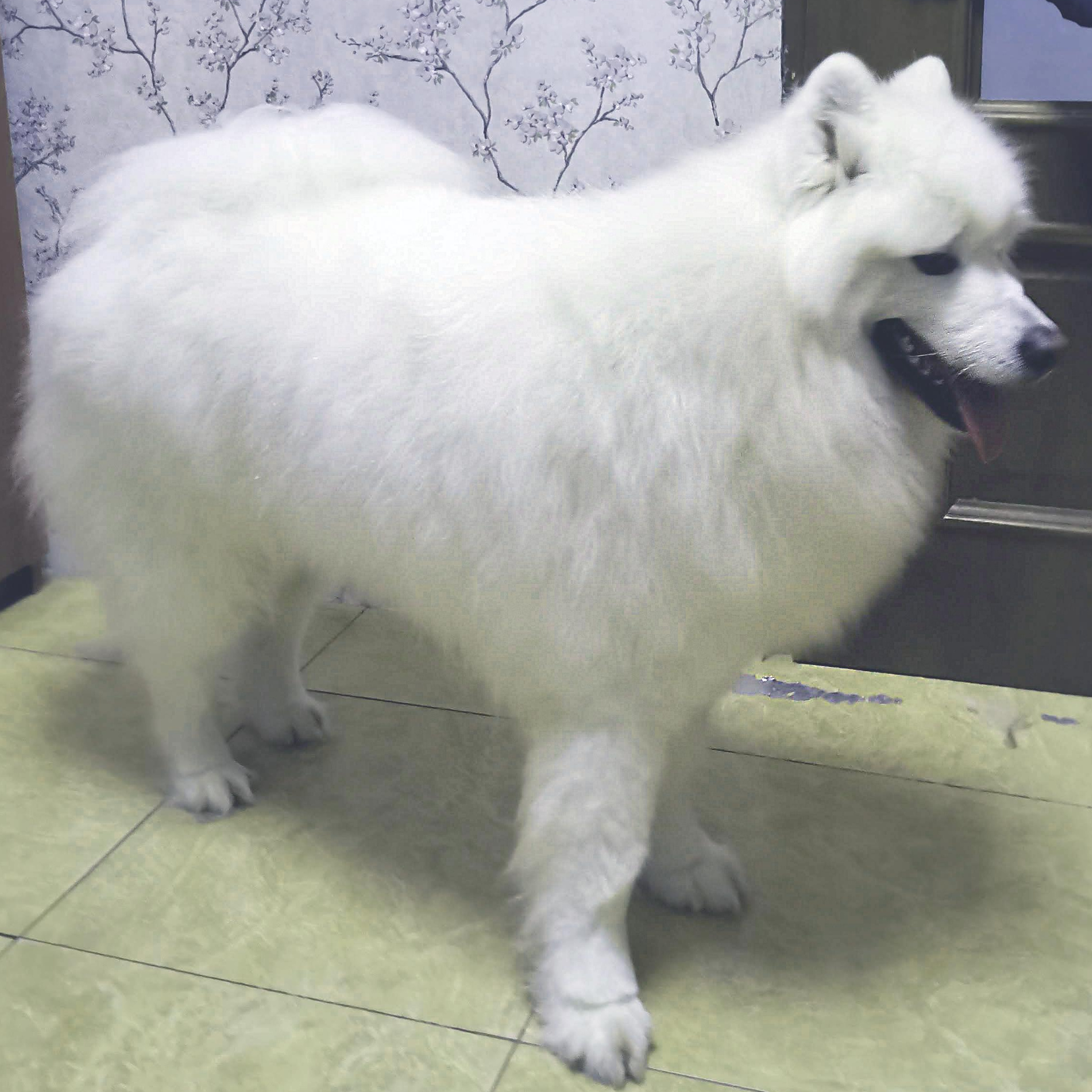 Мытье и вычесывание Самоедская лайка