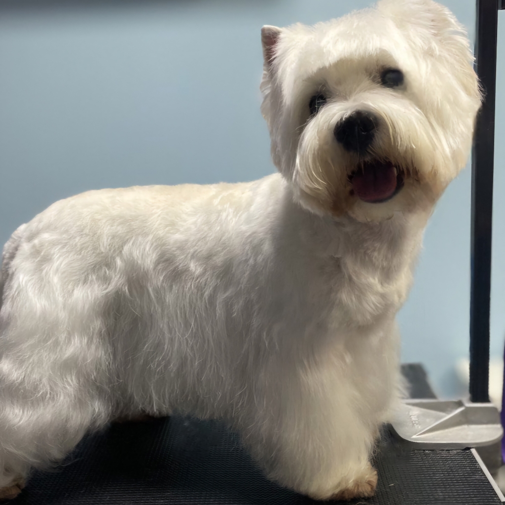 Вест  Комплекс ( Стрижка )