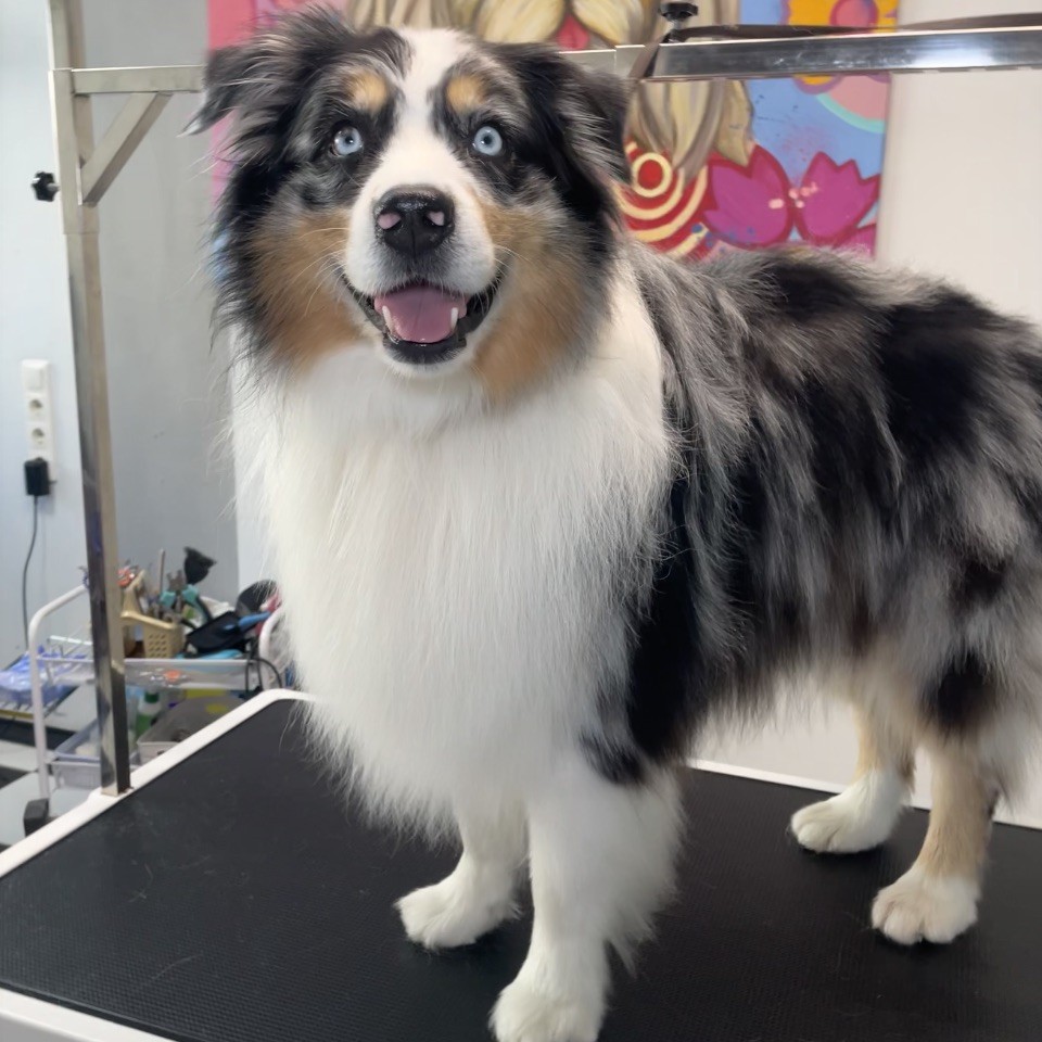 Австралийская овчарка (Аусси) Экспресс-Линька